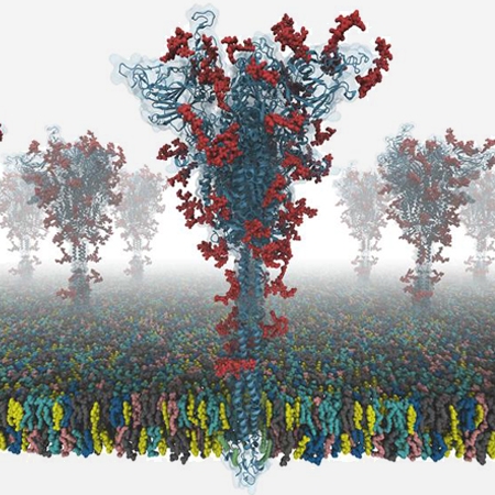 Modeling and Simulation of a Fully-glycosylated Full-length SARS-CoV-2 Spike Protein in a Viral Membrane
