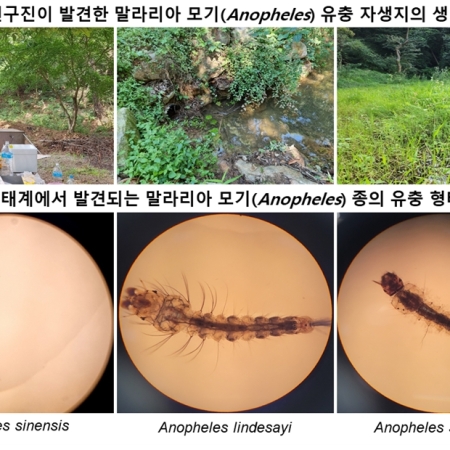 Identification of breeding habitats and <i>kdr</i> mutations in <i>Anopheles</i> spp. in South Korea