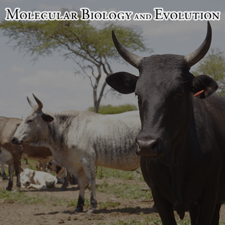 Inference of admixture origins in indigenous African cattle
