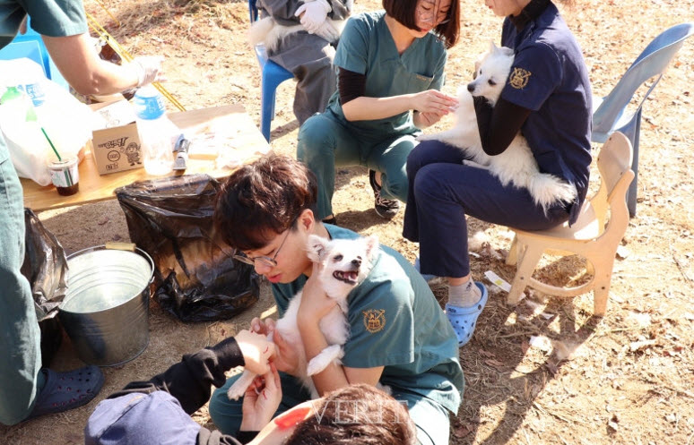 SNU vet students are taking care of abandoned animals in a shleter