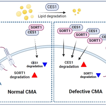 Impaired chaperone-mediated autophagy leads to abnormal SORT1 (sortilin 1) turnover and CES1-dependent triglyceride hydrolysis