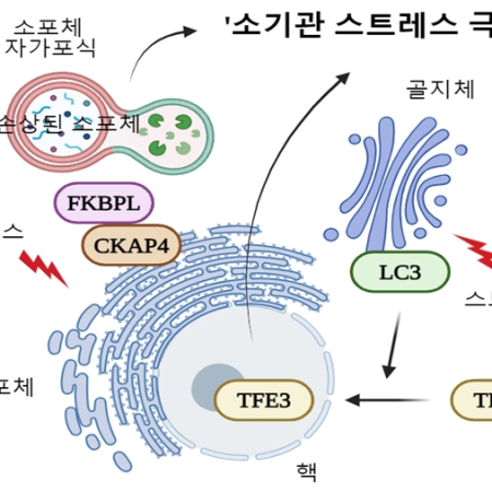 Novel protective mechanisms in the organelle stress responses