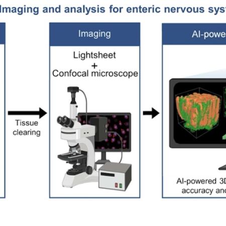 AI-powered 3D Pathology Protocol Enhances Enteric Nervous System Visualization and Quantification for Clinical Diagnostics
