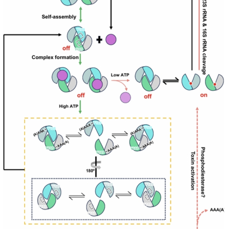 Structural insight into the distinct regulatory mechanism of the HEPN-MNT toxin-antitoxin system in <i>Legionella pneumophila</i>