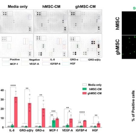 Neuroplasticity therapy using glia-like cells derived from human mesenchymal stem cells for the recovery of cerebral infarction sequelae