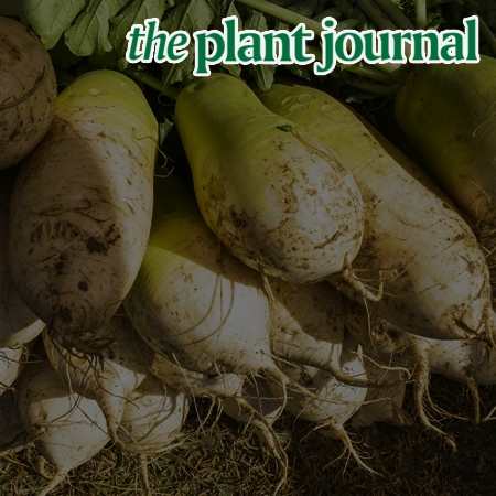 The Discovery of Genetic Factors Surrounding the Physiological Disorder of Root Plants