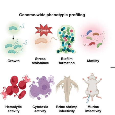 Genome-wide phenotypic profiling of transcription factors and identification of novel targets to control the virulence of <i>Vibrio vulnificus</i>