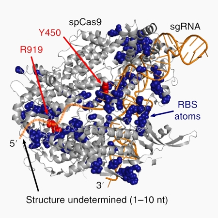 Chemical RNA digestion enables robust RNA-binding site mapping at single amino acid resolution