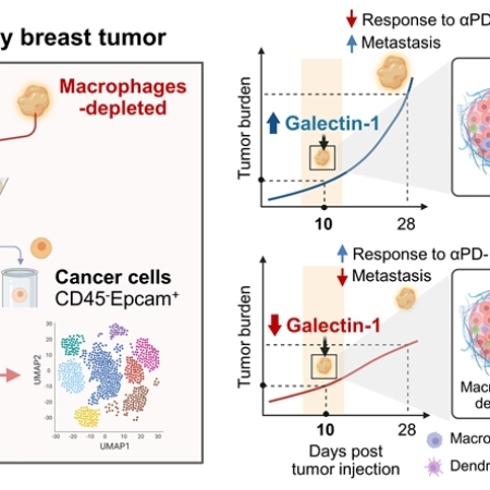 Comprehensive characterization of early-programmed tumor microenvironment by tumor-associated macrophages reveals galectin-1 as an immune modulatory target in breast cancer