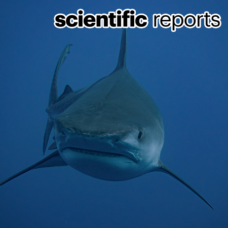 Digital removal of dermal denticle layer using geometric AI from 3D CT scans of shark craniofacial structures enhances anatomical precision