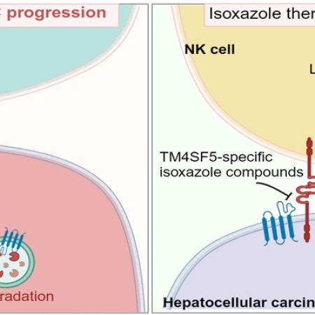 Isoxazole-based molecules restore NK cell immune surveillance in hepatocarcinogenesis by targeting TM4SF5 and SLAMF7 linkage