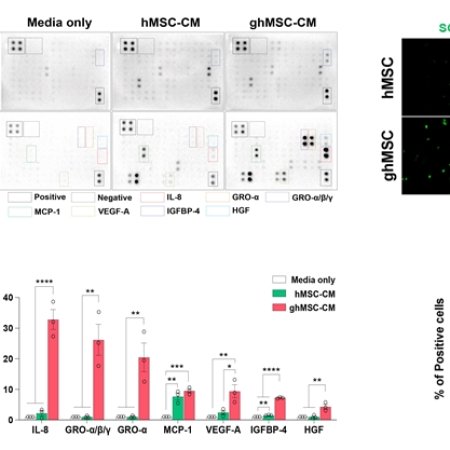 Neuroplasticity-enhancing therapy using glia-like cells derived from human mesenchymal stem cells for the recovery of sequelae of cerebral infarction