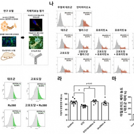 Urolithin A suppresses high glucose-induced neuronal amyloidogenesis by modulating TGM2-dependent ER...