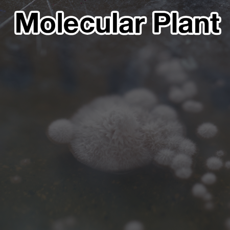 Adenosine monophosphate enhances callus regeneration competence for de novo plant organogenesis