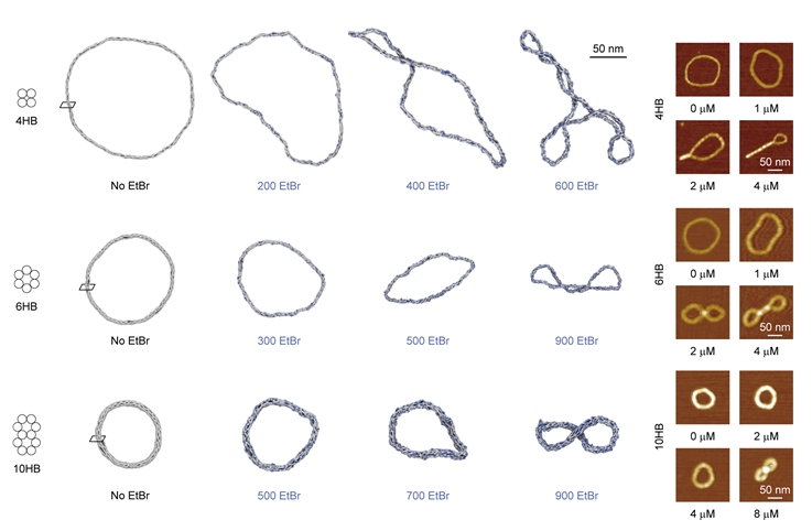 Figure 2. Prediction and Experiment of DNA Ring Structure Supercoiling Phenomenon with Varying EtBr Concentrations