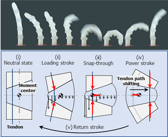 ▲ (Figure 1) The operating principle of the Hyperelastic Torque Reversal Mechanism (HeTRM) involves compressing an elastomeric joint until it reaches a critical point, where stored energy is instantaneously released.