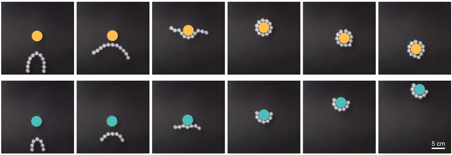 ▲ Picture 3. (Top) Link-bot wrapping around and retrieving an object. (Bottom) Link-bot transporting an object over a distance.