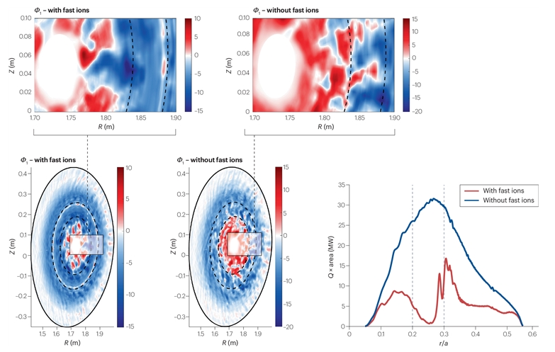 ▲ Comparison of Turbulence and Energy Loss With and Without Fast Ions: A cross-sectional analysis of tokamak plasma reveals that in the presence of fast ions, the area dominated by blue regions significantly expands, indicating a marked reduction in turbulence. In terms of energy loss as well, the presence of fast ions leads to a substantial decrease in loss levels. These findings are based on experiments conducted using the ASDEX Upgrade device at the Max Planck Institute for Plasma Physics in Germany and were simulated using the GENE gyrokinetic code.