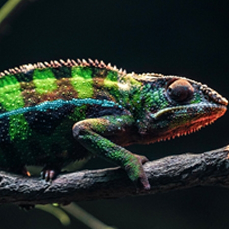 Artificial chameleon skin instantly changes color to match background