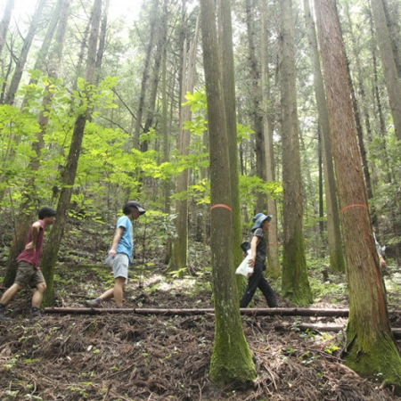Finding the Value of Coexistence in the Forest: SNU Forests