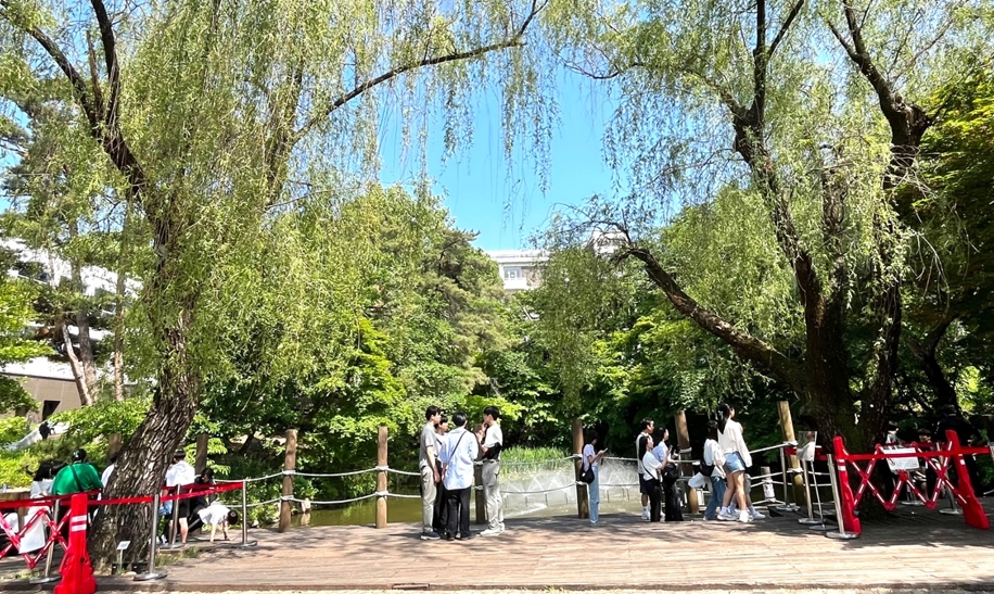 The Weeping Willows of Jahayeon Pond
