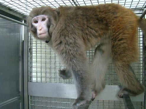 Monkey in SNU Xenotransplantation Research Center