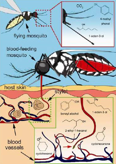 A novel olfactory organ in the mosquito stylet